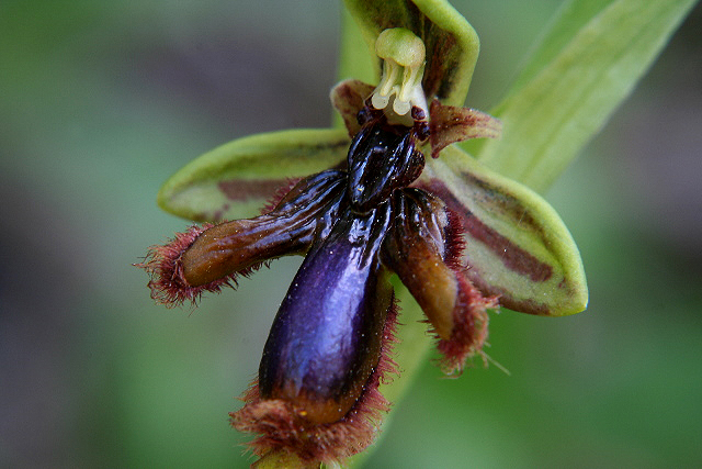 Ophrys speculum lusitanica