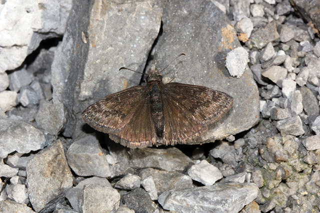 Erynnis tages 02